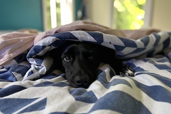 Gus blankets